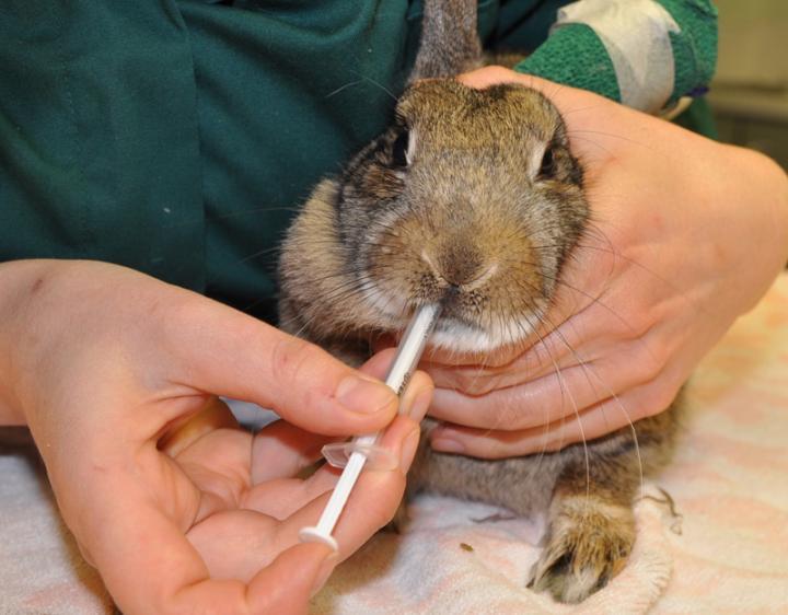Image 17 rabbit receiving oral medication