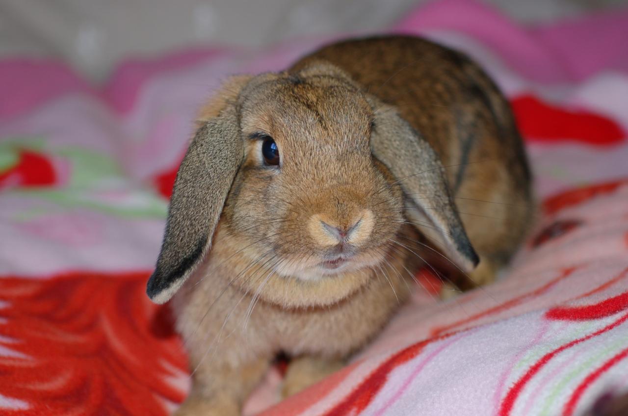 DSC_1159 choupette