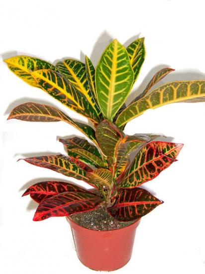 croton-440.jpg
