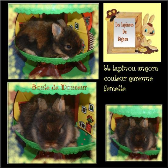 montage-bb-garenne-1.jpg